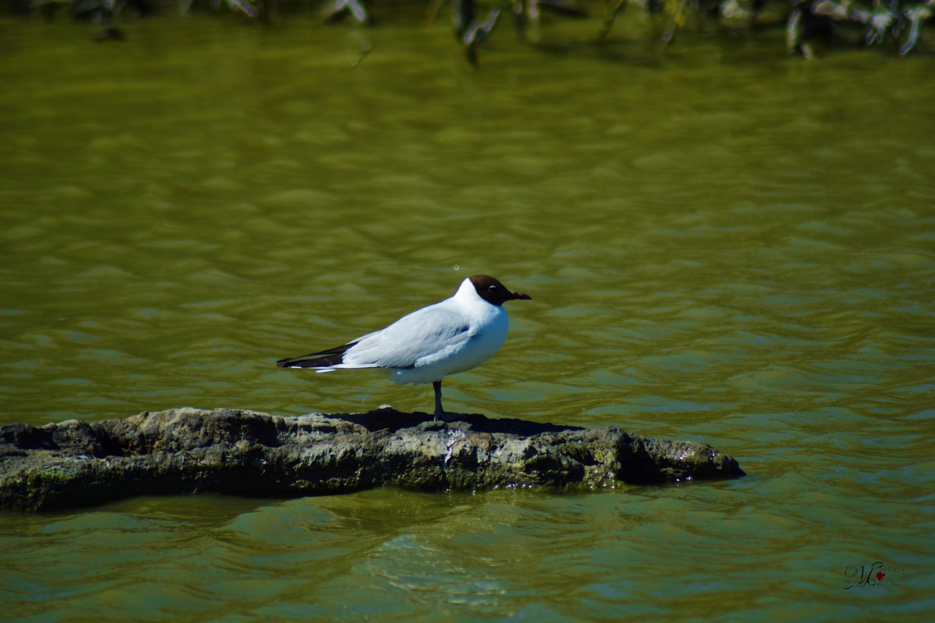 Gaviota Cabecinegra