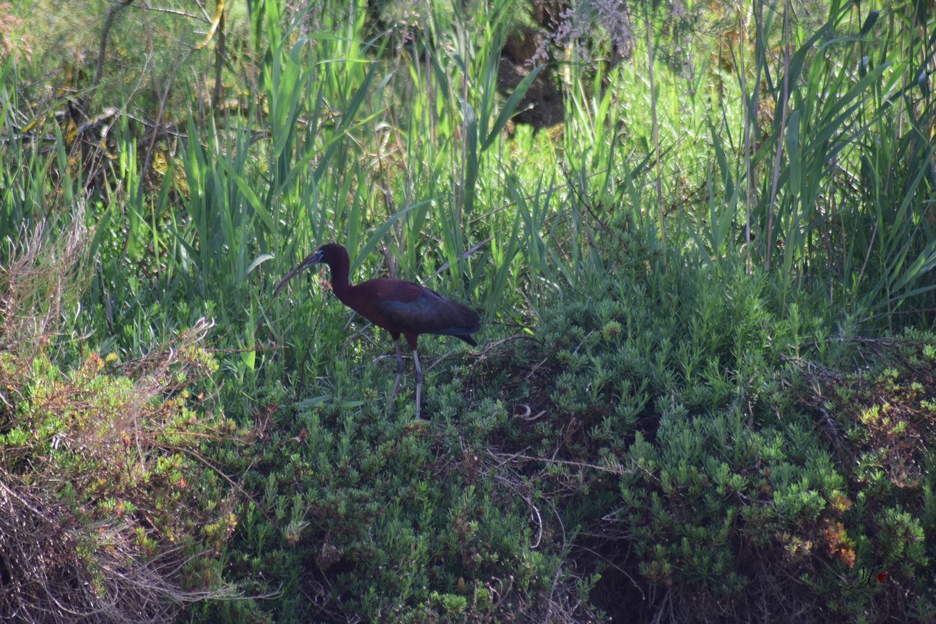 Ibis Negro