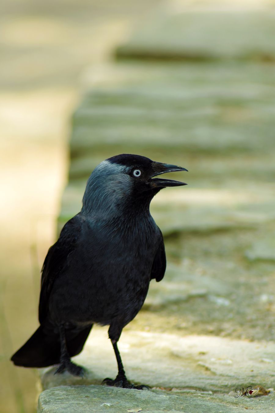 Corvus Monedula