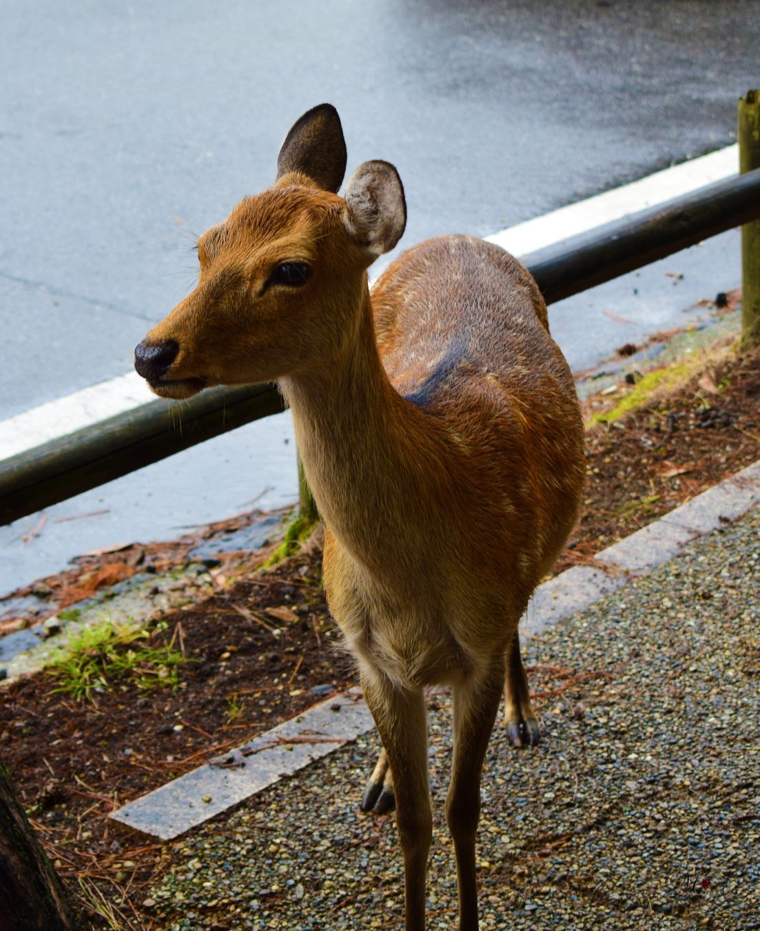 Ciervo de cola blanca (Odocoileus virginianus)