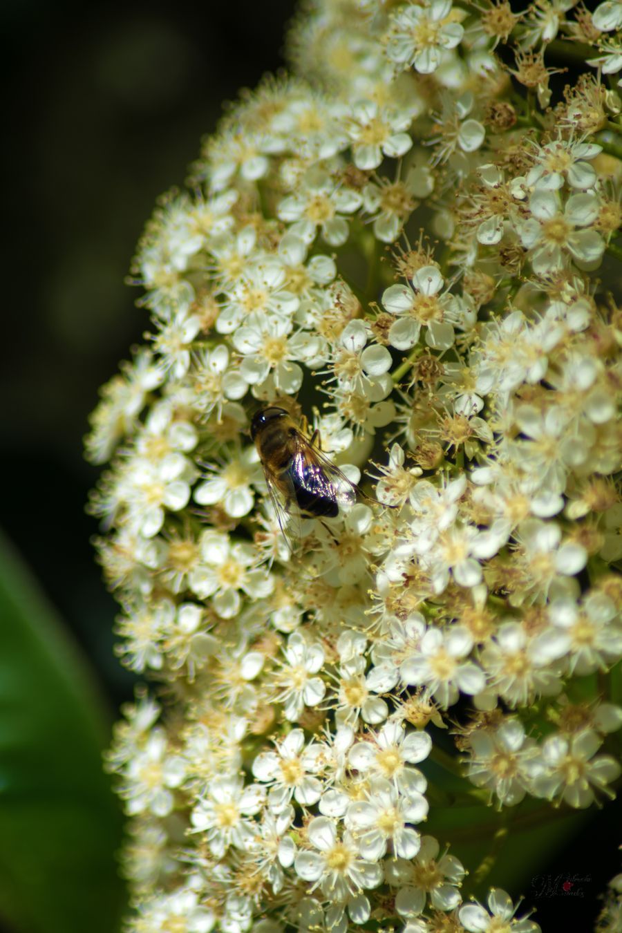 Abeja Europea