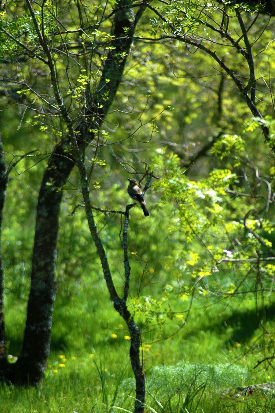 Garrulus glandarius