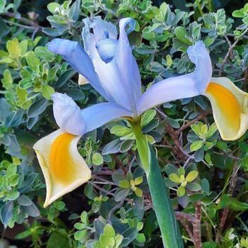 Lirio español. Iris xiphium