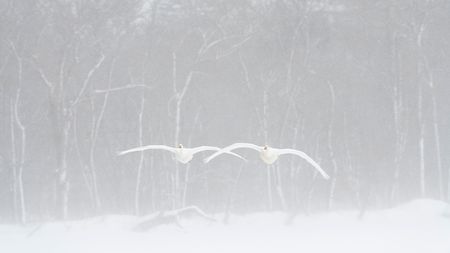 HOKKAIDO - Febrero 2020