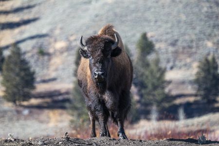 YELLOWSTONE Y GRAND TETON -OCTUBRE 2024