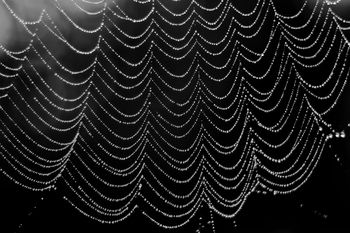 Spider's web | 2011 | A Coruña, Spain