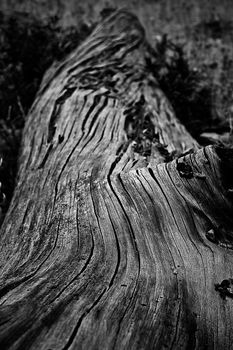 Madera | 2010 | Cala Varques | Mallorca, España