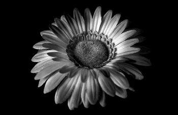 Flower in black and white | 2009 | A Coruña, Spain
