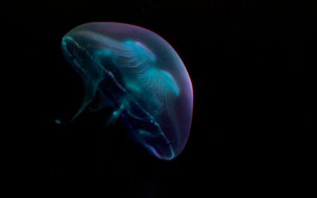 Jellyfish | 2010 | A Coruña, Spain