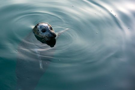 Seal | 2011 | A Coruña, Spain