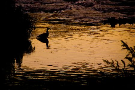 Goose at sunset | 2008 | Somewhere in Galicia, Spain