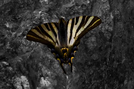 Butterfly | 2010 | A Coruña, Spain