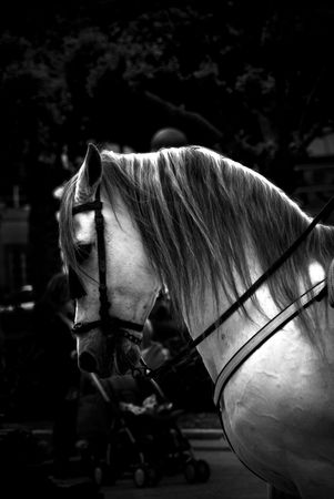Horse | 2009 | A Coruña, Spain