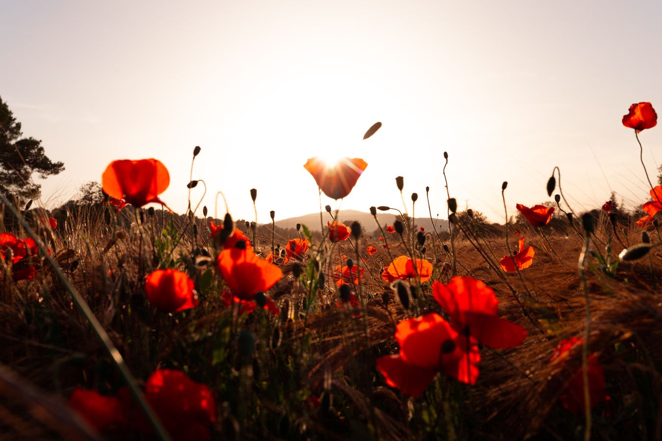 Amapolas