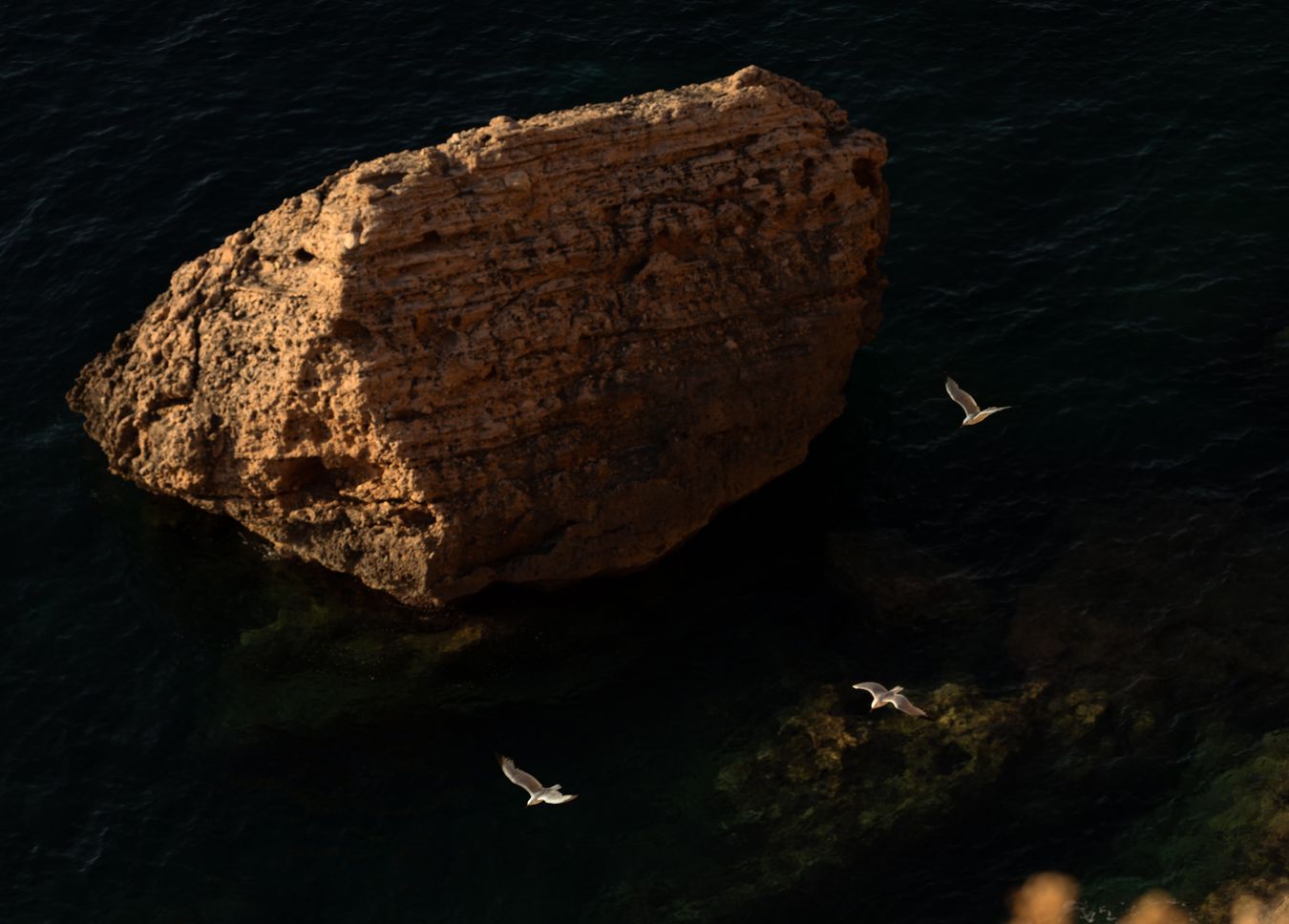 Seagulls and rock