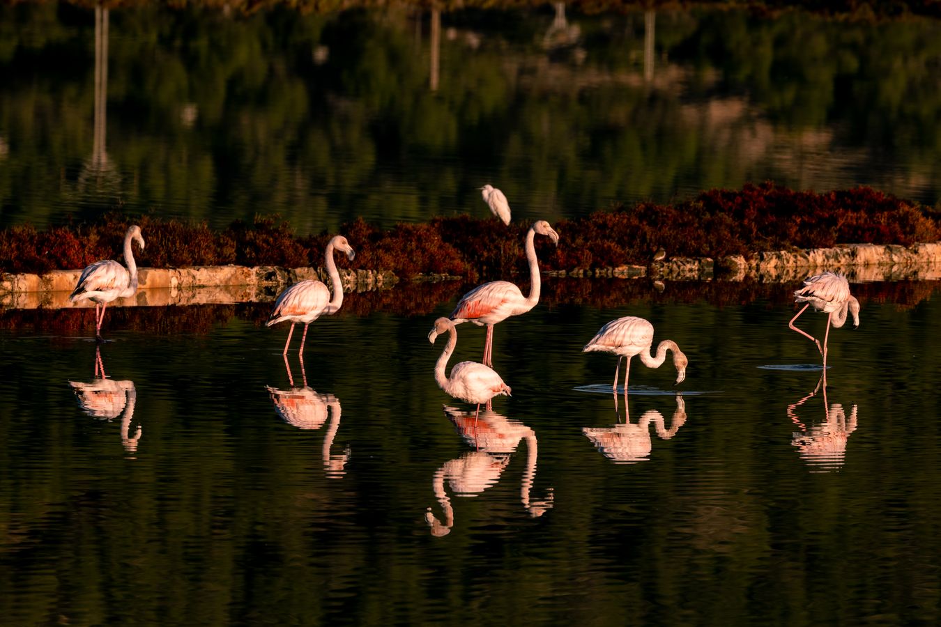 Flamingos