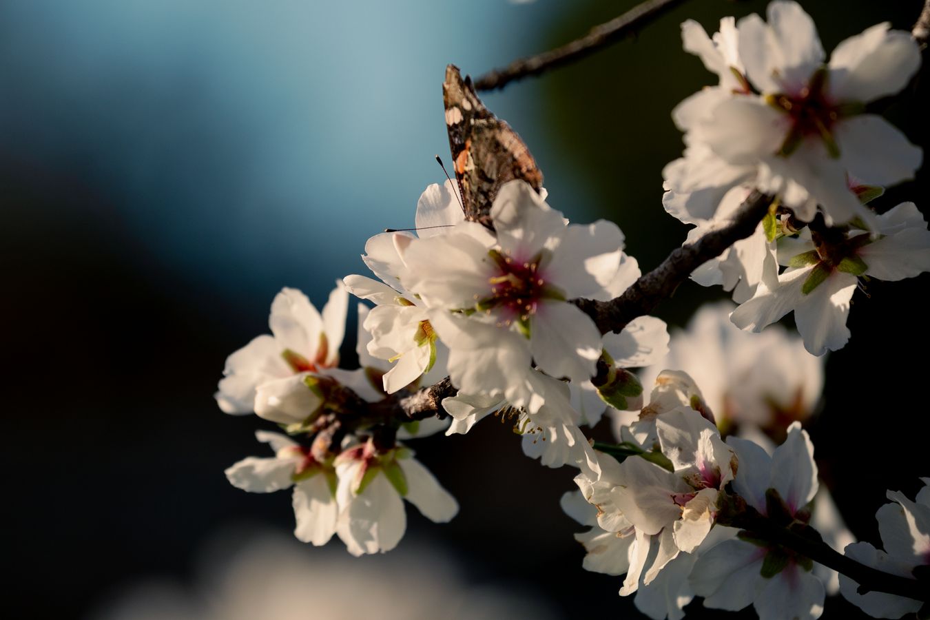 Blossom butterfly