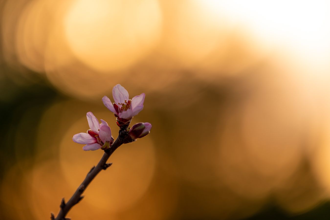 Almond blossom