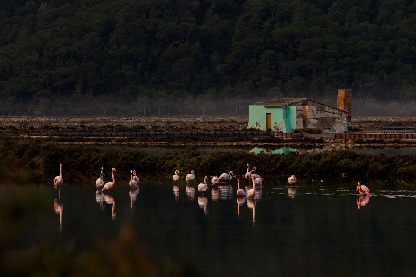 Flamingos bath