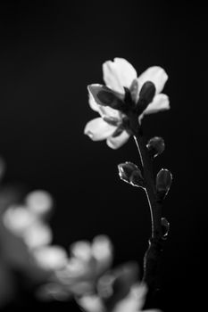 Black and White blossom