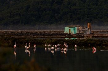 Flamingos bath
