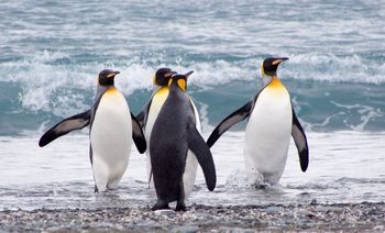 Pingüinos rey - Salisbury Plain - Juan Abal