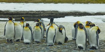 Pingüinos rey - Salisbury Plain - Juan Abal
