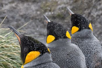 Pingüinos rey - Salisbury Plain - Yolanda Moreno