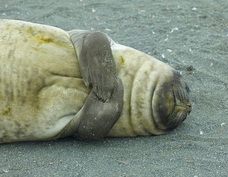 Elephant seal - Salisbury Plain - Juan Abal