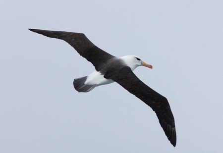Albatros de ceja negra- Mar de Escocia - Yolanda Moreno