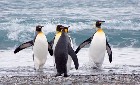 King penguins - Salisbury Plain - Juan Abal