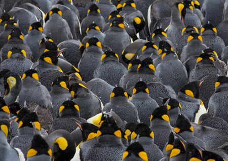 King penguins - Salisbury Plain - Yolanda Moreno