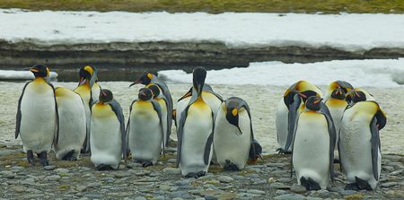 King penguins - Salisbury Plain - Juan Abal