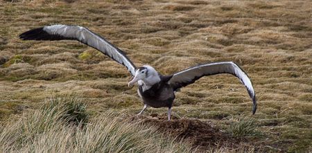 Young wandering albatross - Prion island - Juan Abal