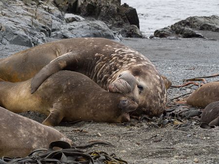 Elephant seals mating - Prion island - Juan Abal