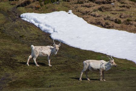 Reindeers - Fortuna bay - Juan Abal