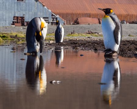 Pingüinos rey - Stromness harbour - Juan Abal