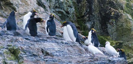 Macaroni penguins - Hercules bay - Yolanda Moreno