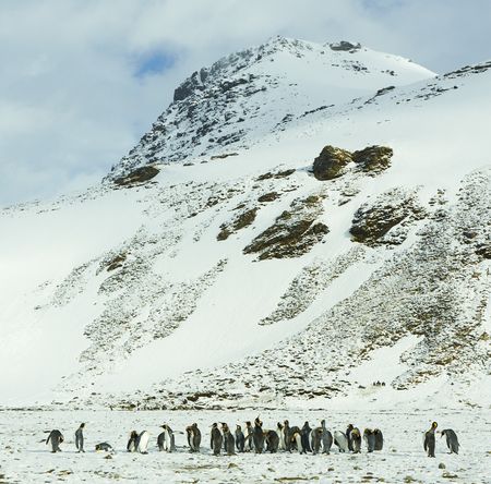 King penguins - Salisbury Plain - Juan abal