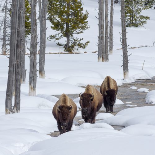 Yellowstone in Winter