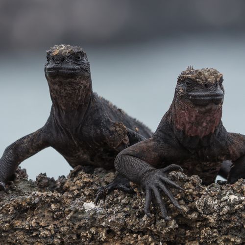 Galapagos