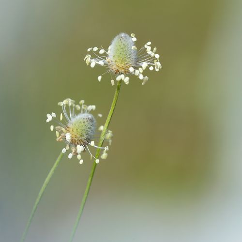 Acercamiento Vegetal