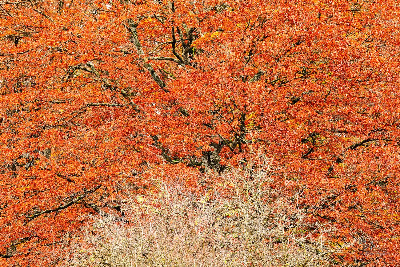 Autumnal Crown