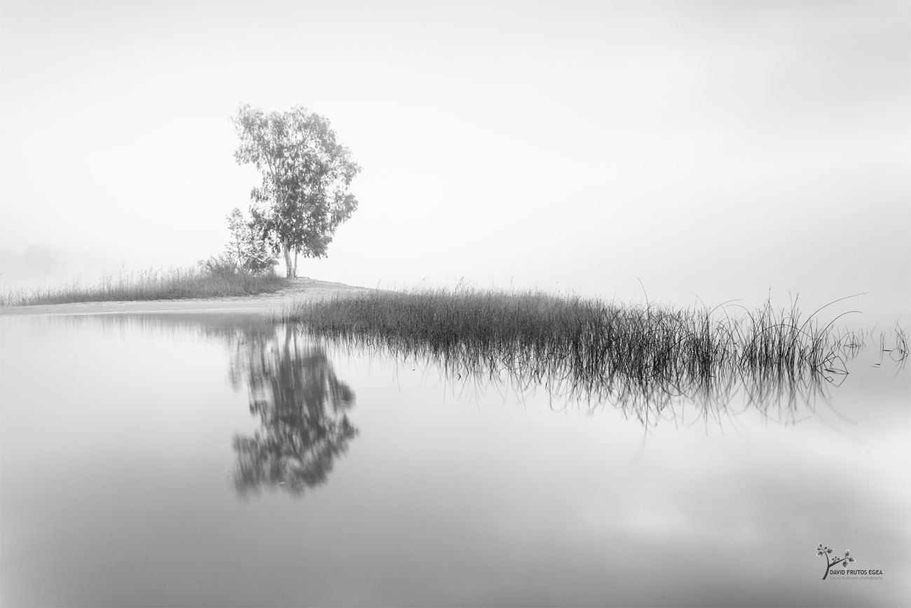 The Guardian of the Swamp