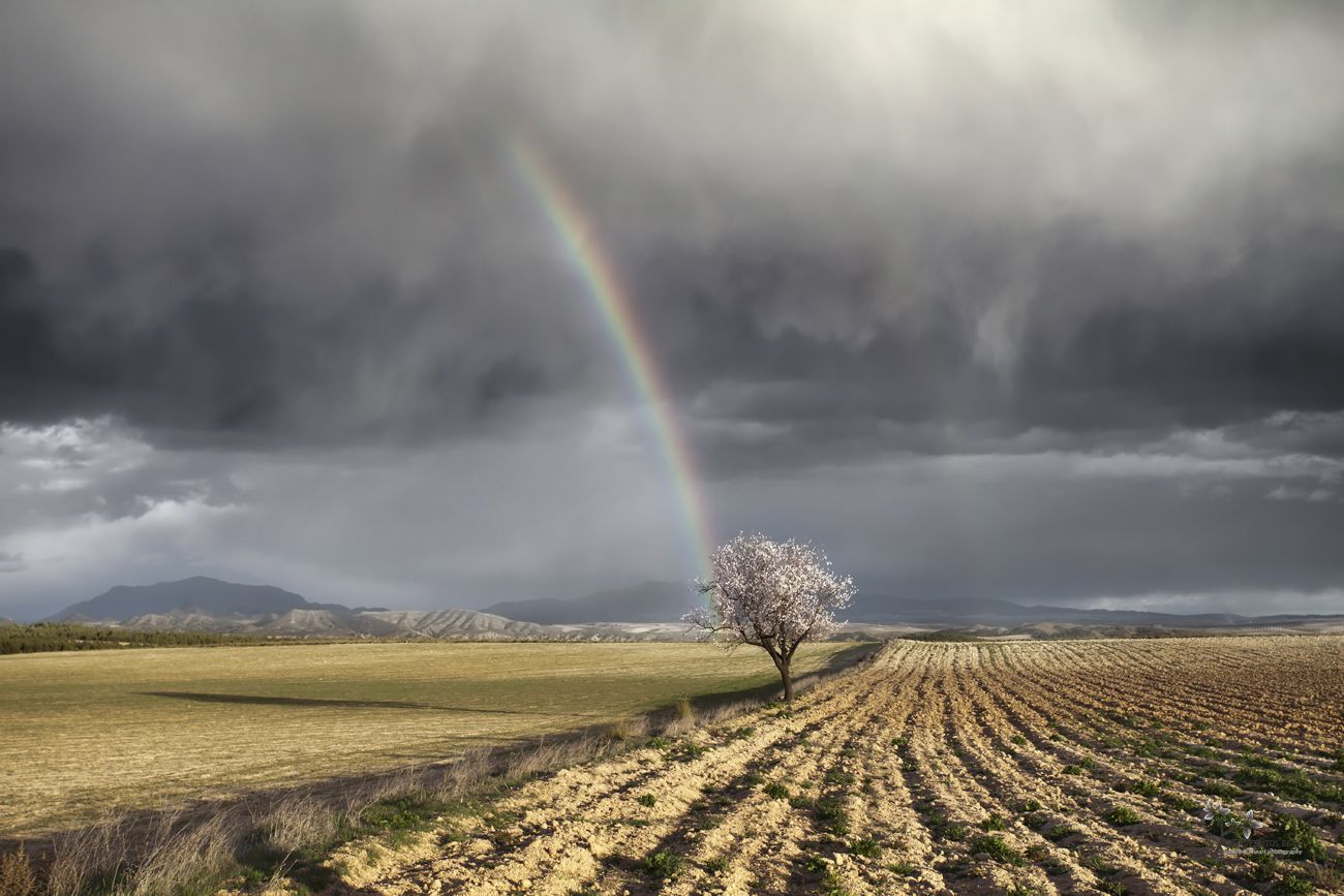 One Almond Tree, One Storm and Two Rainbows