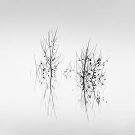 Death in the Swamp VIII