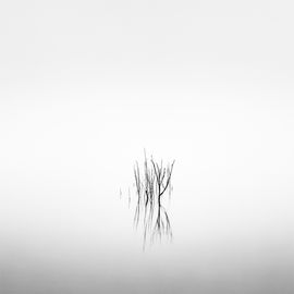 Death in the Swamp XIV