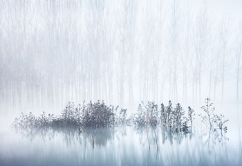 Cold & Foogy Morning in the Swamp
