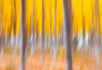 Painting the Fall