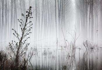 Chaos in the Fog
